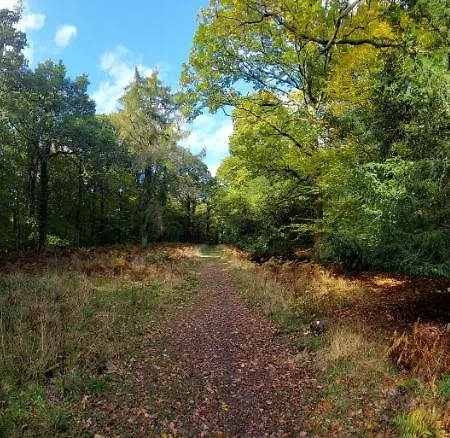 The Beehive - Self Catering In The Heart Of The Forest Of Dean Whitecroft Buitenkant foto